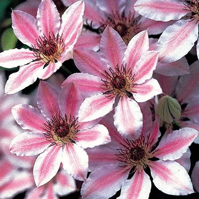 CHUXAY GARDEN Nelly Moser Clematis Seed 30 Seeds Exotic Charm Flowering Plant Adding a Decorative Appeal High Yield Flourishing