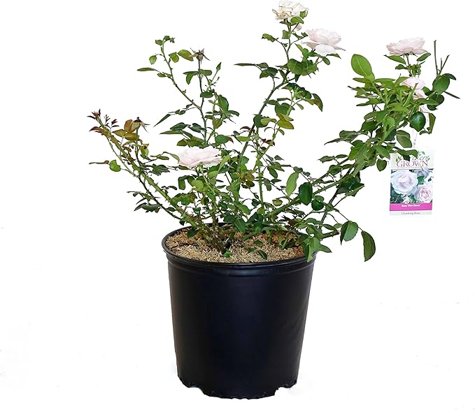 Rosa 'New Dawn' (Climbing Rose) Rose, double blush pink flowers, #3 - Size Container