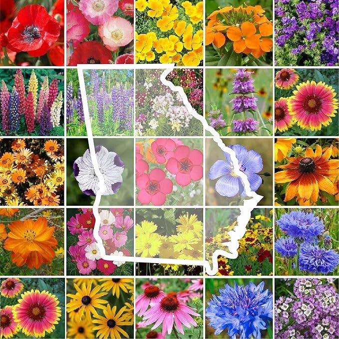 Eden Brothers Georgia Wildflower Mixed Seeds for Planting, 1 lb, 480,000+ Seeds with Cornflower, Cosmos, African Daisy | Attracts Pollinators, Plant in Spring or Fall, Zones 3, 4, 5, 6, 7, 8, 9, 10