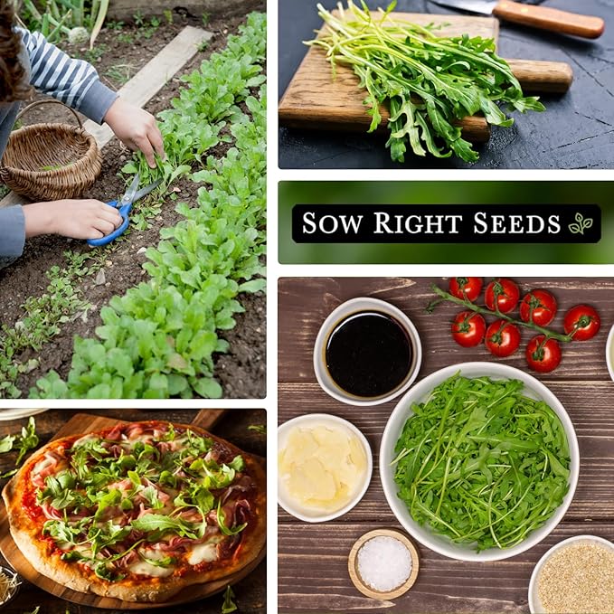 Sow Right Seeds - Arugula Seeds for Planting - Non-GMO Heirloom Seeds with Instructions to Plant a Home Vegetable Garden - Indoors, Hydroponics or Outdoors - Salad Greens - Grow Kitchen Herbs (4)