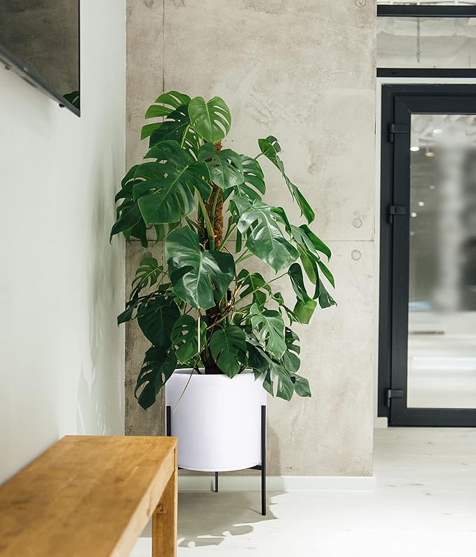 D'vine Dev Modern White Plants Pot Cylinder Planter with Heavy Duty Stand, XX-Large 16 Inch Pot, 22.8 Inch with Stand Height, 96-T-A-5
