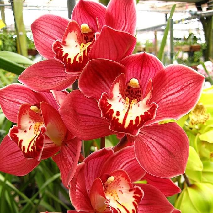 CHUXAY GARDEN Rare Red Cymbidium Orchid Seed 100 Seeds Ornamental Flowering Plant Houseplant Greenhouse Conservatory Plants Extremely Decorative