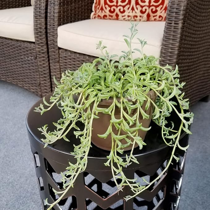 String of Dolphins Plant Live Succulents, Succulents Plants Live in Hanging Planter, Succulents Live Plants Indoor Plants Live Houseplants, Hanging Plants Live Succulent Plants Live by Plants for Pets
