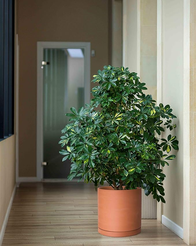 D'vine Dev Large 10 Inch Terracotta Plant Pot with Drainage Hole and Saucer, Round Cylinder Planter Pot for Indoor Plants, 40-X-A-5