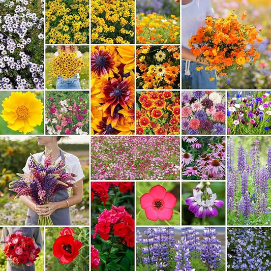 Eden Brothers Southwest Wildflower Mixed Seeds for Planting, 1/4 lb, 120,000+ Seeds with Cornflower, Blanket Flower | Attracts Pollinators, Plant in Spring or Fall, Zones 3, 4, 5, 6, 7, 8, 9, 10