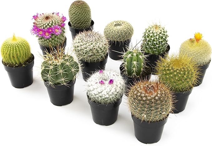 Altman Plants, Assorted Cactus Plants Live Cactus Decor (12PK), Cactus Plant Live Succulents Plants Live in Cactus Soil Potting Mix, Live Cacti Plants Live Succulent Plants Live Plants in Cactus Pot