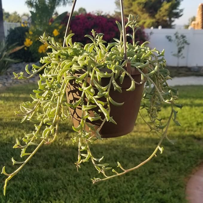 String of Dolphins Plant Live Succulents, Succulents Plants Live in Hanging Planter, Succulents Live Plants Indoor Plants Live Houseplants, Hanging Plants Live Succulent Plants Live by Plants for Pets
