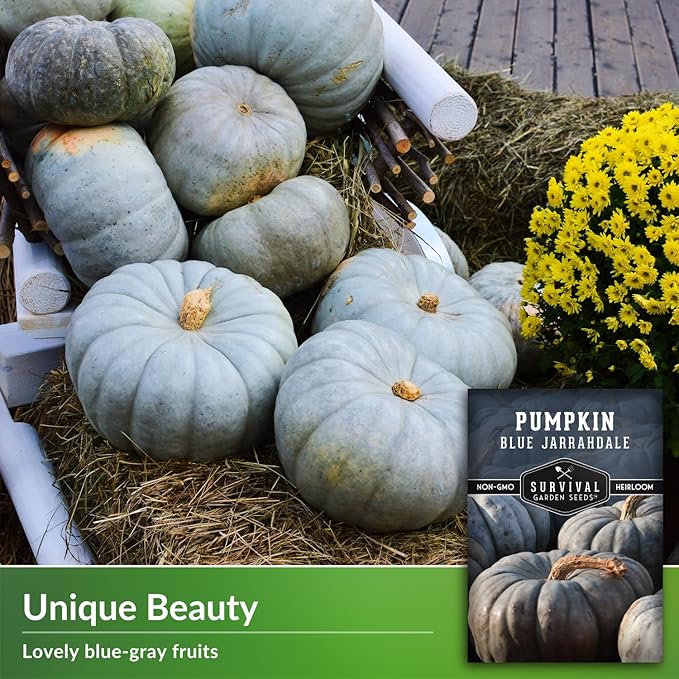 Blue Jarrahdale Pumpkin Seeds for Planting - 5 Packets with Instructions to Plant & Grow Decorative and Flavorful Blue Pumpkins in Your Home Garden - Non-GMO Heirloom Variety - Survival Garden Seeds