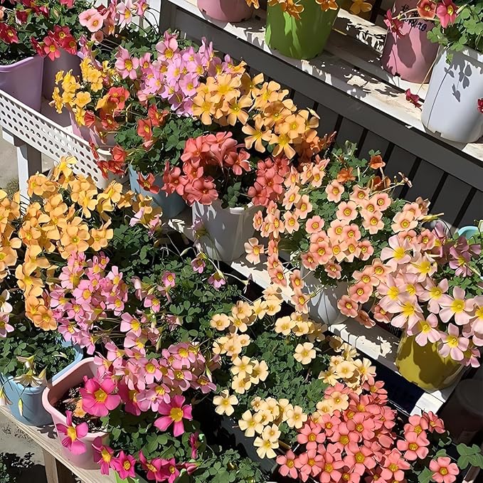 Oxalis Obtusa 'Sundisc' Jane - 5 Premium Bulbs, Red Flowers, Unique Houseplant