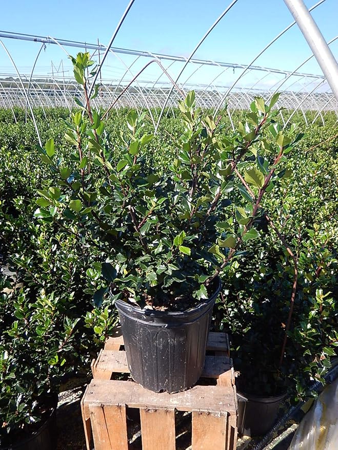 Ilex X meserveae 'Blue Prince' (Blue Holly) Evergreen, #2 - Size Container