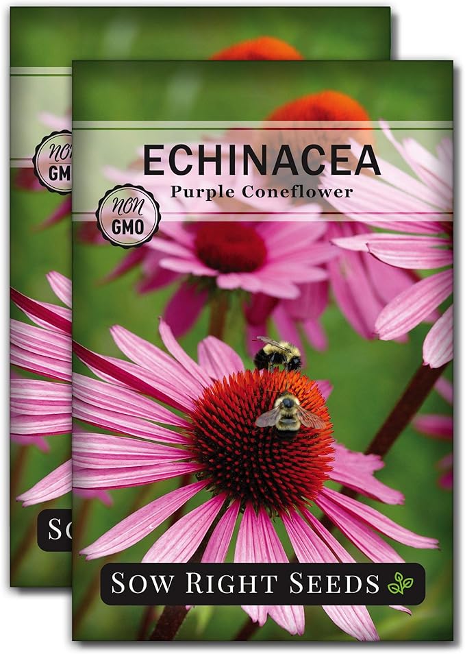 Sow Right Seeds - Purple Coneflower/Echinacea Flower Seeds for Planting - Non-GMO Heirloom - Plant for an Herbal Tea Garden - Attract Pollinators - Great Cut and Come Back Flower (2)