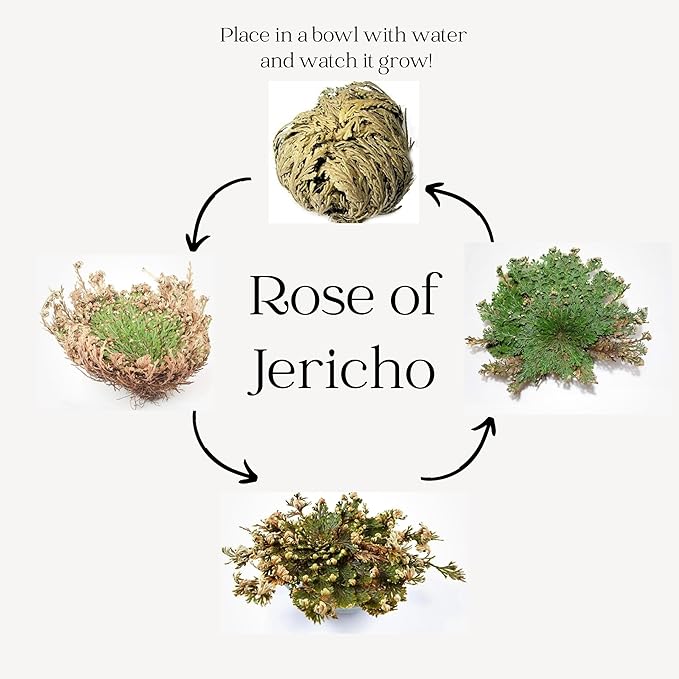Rose of Jericho - Resurrection Plant/Flower - Selaginella Lepidophylla - Pack of 1 (One) Dried Rose
