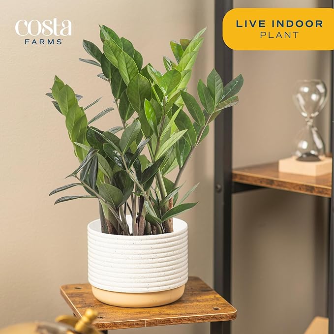 Costa Farms ZZ Live Indoor Tabletop Plant in 6-Inch Grower Pot