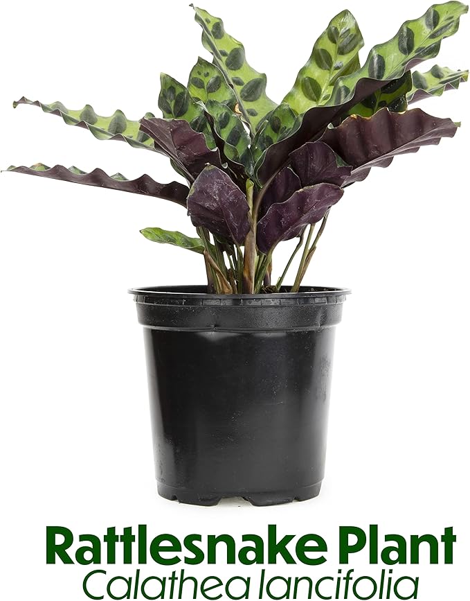 Calathea Prayer Plants Live House Plants Kit (4 PK), Calathea Plant Live Indoor Plants Live Houseplants, Live House Plants Indoors Live Plants Indoor, Live Indoor House Plants Live by Plants for Pets