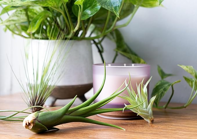 Tillandsia Air Plants Live Indoor Plants (75 Pack), Air Plants Bulk Party Favors or Wedding Favors Live Plants, Air Plant Lover Gifts, DIY Terrarium Kit, Air Succulents Plants Live by Plants for Pets