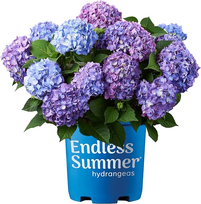 1 Gal. Endless Summer Bloomstruck Hydrangea