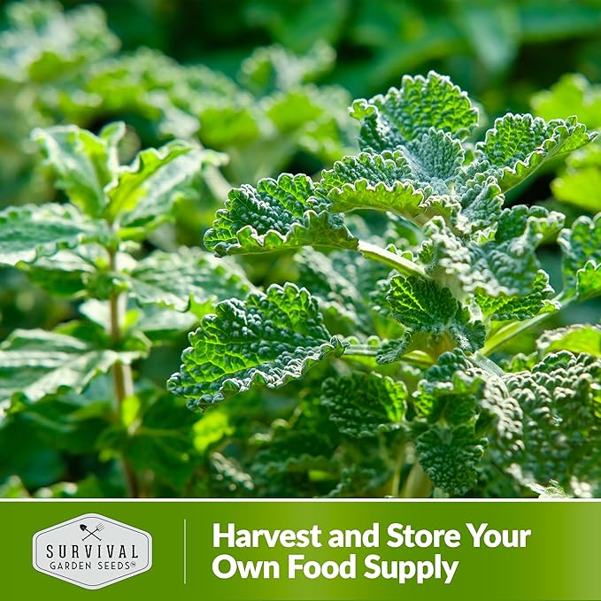 Horehound Seed for Planting - 5 Packets with Instructions to Plant and Grow Beneficial Marrubium Medicinal Herbs in Your Home Vegetable Garden - Non-GMO Heirloom Variety - Survival Garden Seeds