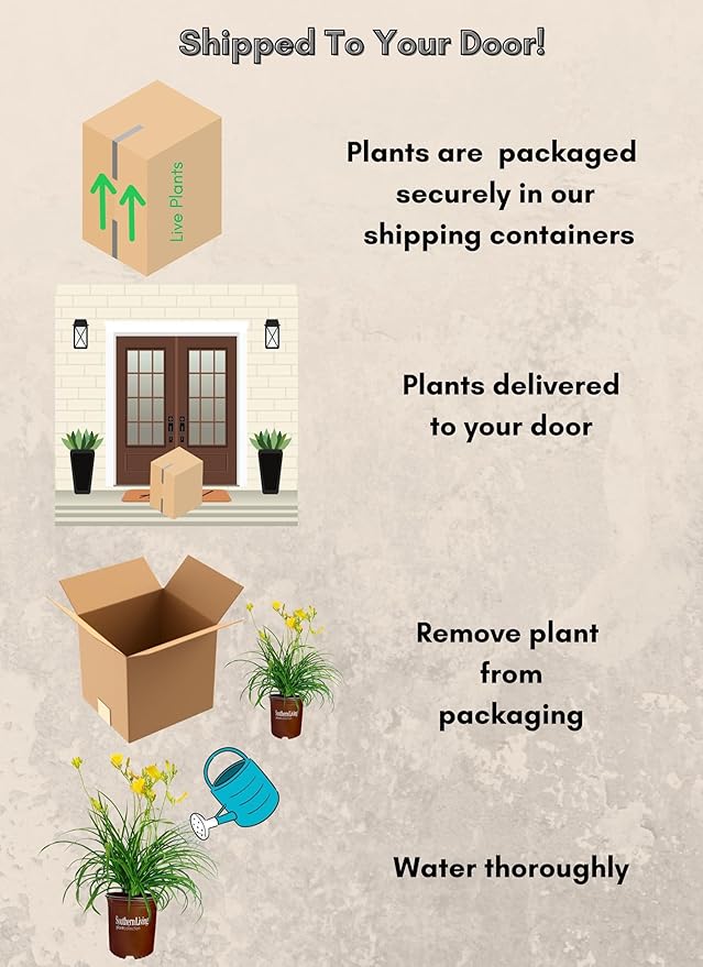 1 Gallon Southern Living Plant Collection Evergreen Stella Daylily