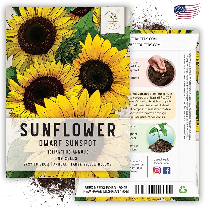 Seed Needs, Dwarf Sunspot Sunflower Seeds - 80 Heirloom Seeds for Planting Helianthus annuus - Attracts Butterflies & Pollinators, Grows 2 Feet Tall (1 Pack)