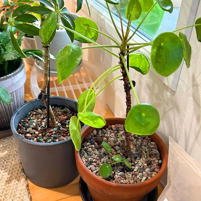 2.4Lb Horticultural Lava Rock-1/5inch Lava Rocks for Plants,Succulent Soil Amendment,Decorative Cactus Soil Potting Mix,Volcanic Rock for Aquarium Fairy Gardening Top Dressing Plant Drainage