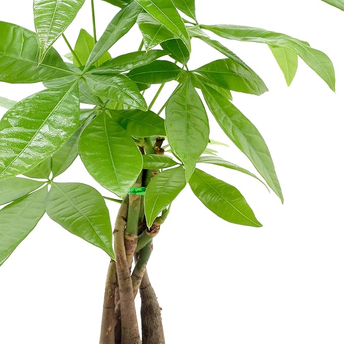 Arcadia Garden Products LV47 Money Tree, Live Indoor Plant in Speckled Splash Ceramic Planter for Home, Work, or Gift, White