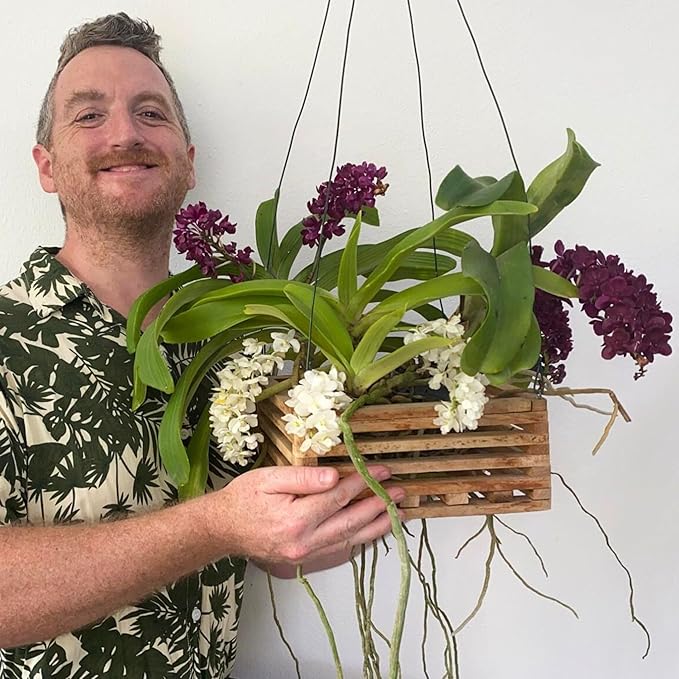 Set of 3 Strong Hanging Orchid Baskets with Hangers, for Orchids, Staghorn Ferns, Handmade Rustic Wood Vanda Baskets, Staghorn Fern Mount