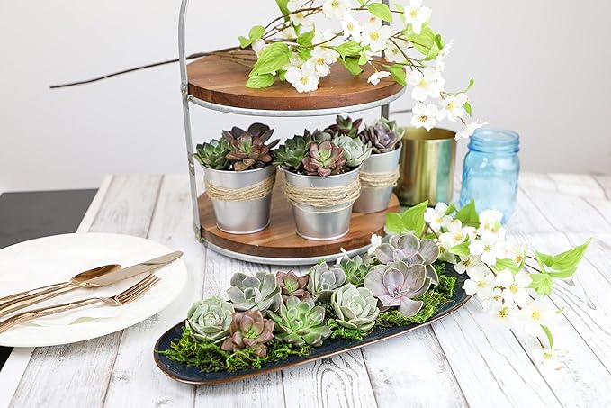 Live Succulents Plants Live Bulk Plant Tray (50 Pack), Bulk Succulents Live Indoor Plants Live Houseplants, Live Plants in Cactus and Succulent Soil Mix, Live Plant Kit Plant Gifts by Plants for Pets