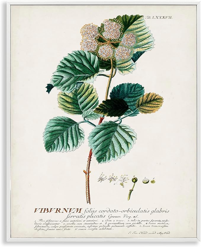 Stupell Industries Botanical Plant Illustration Seeds Vintage Design, Design by World Art Group, White Framed, 24 x 30