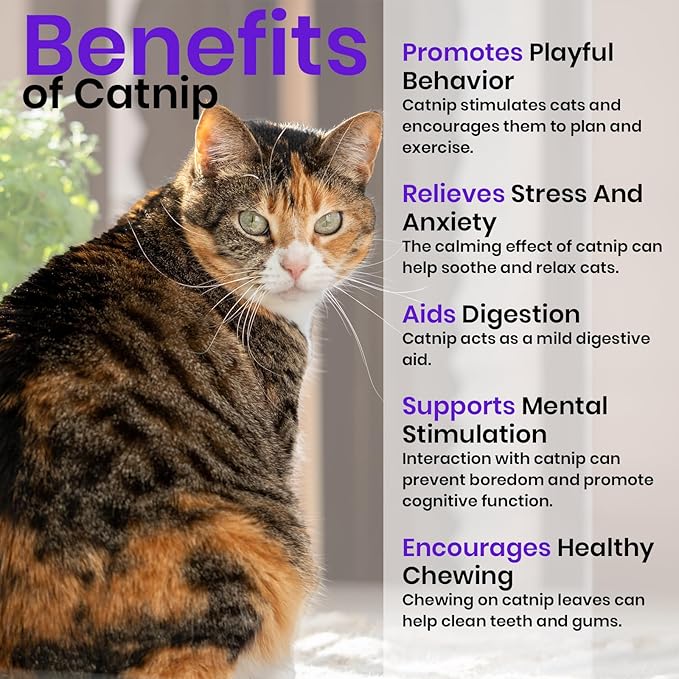 NatureZ Edge Catnip Seeds for Planting, 1700+ Herb Seeds, Indoor or Outdoor Growing, Your Cat Will Love Them, Non-GMO