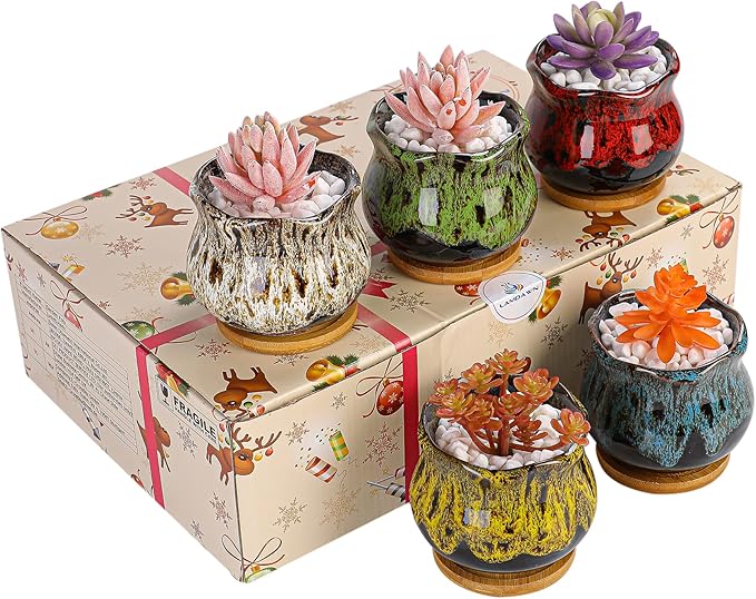 Cute Ceramic Succulent Garden Pots, Planter with Drainage and Attached Saucer, Set of 5 - Plants Not Included (Fambe)