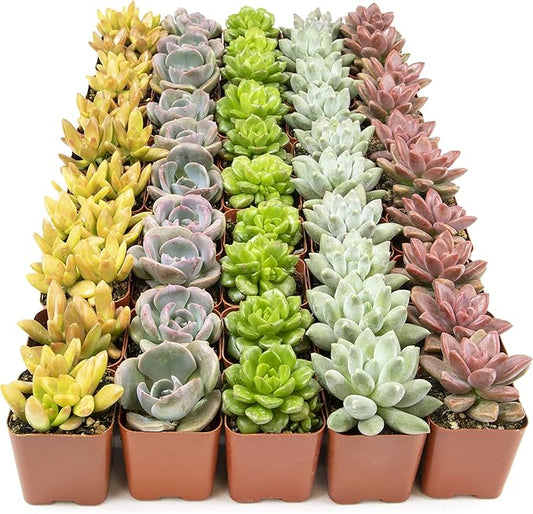 Live Succulents Plants Live Bulk Plant Tray (50 Pack), Bulk Succulents Live Indoor Plants Live Houseplants, Live Plants in Cactus and Succulent Soil Mix, Live Plant Kit Plant Gifts by Plants for Pets