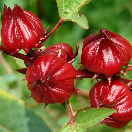 Palm Beach Medicinal Herbs Red Roselle Seeds (Hibiscus sabdariffa) Packet of 50 Seeds