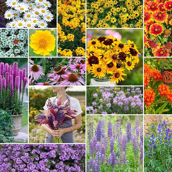 Eden Brothers Northeast All Perennial Wildflower Mixed Seeds for Planting, 5 lb, 2,400,000+ Seeds with Milkweed, NE Aster | Attracts Pollinators, Plant in Spring or Fall, Zones 3, 4, 5, 6, 7, 8, 9, 10