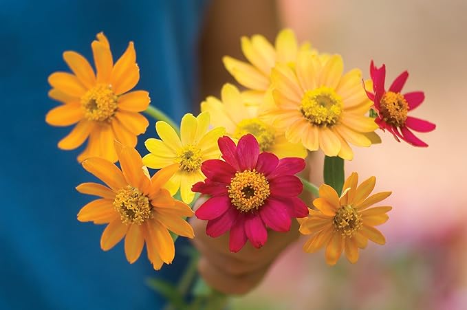 Burpee Pinwheel Mix Zinnia Seeds 150 seeds