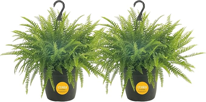 Costa Farms Ferns (2 Pack), Live Premium Boston Fern Plants in Hanging Basket Planters, Houseplants Potted in Soil Potting Mix, Outdoor Garden Gift, Beautiful Home Patio Décor, 16-Inches Tall