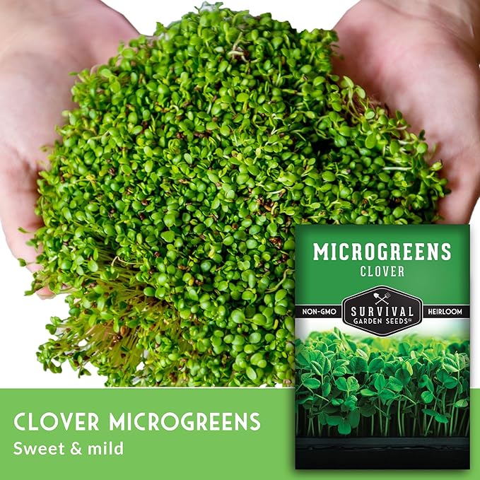 5 Packs Clover Microgreens Seeds for Sprouting and Growing - Sprout Green Leafy Micro Herb Plants Indoors - Grow A Mini Windowsill Garden - Non-GMO Heirloom