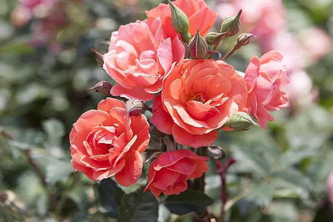 Green Promise Farms Rosa Knock Out (Reblooming) Rose, 3-Size Container, Coral Flowers