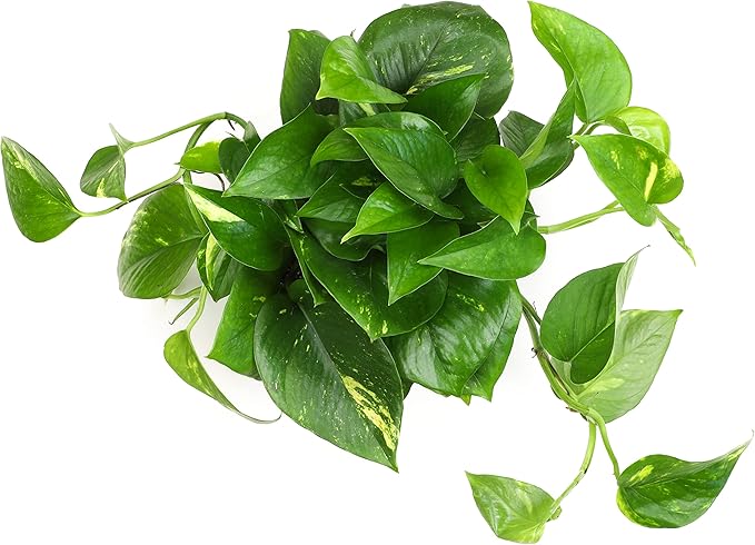 Golden Pothos Plant Live in Hanging Planter Pot Live by Plants for Pets, 1 Count