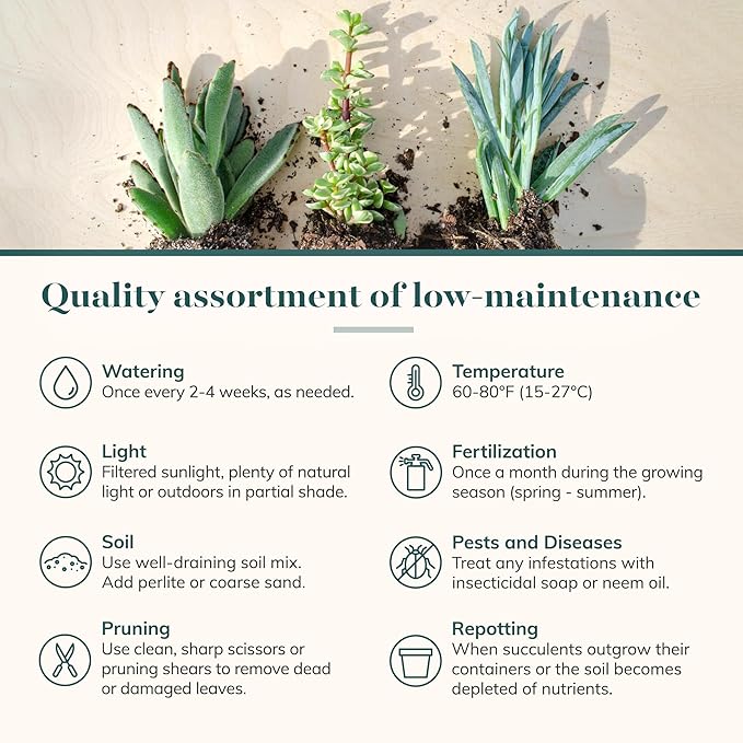 Shop Succulents Assorted Succulent Plant Pack Bulk Collection - Live Mini Succulent Plants, Low Maintenance, Mixture of Colors & Textures - Wedding and Party Favors, Gift & Garden, Pack of 40