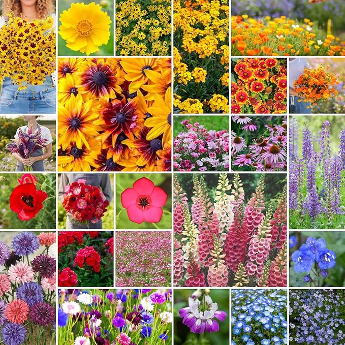 Eden Brothers Pacific Northwest Wildflower Mixed Seeds for Planting, 10 lb, 4,800,000+ Seeds with Cornflower, CA Bluebell | Attracts Pollinators, Plant in Spring or Fall, Zones 3, 4, 5, 6, 7, 8, 9, 10