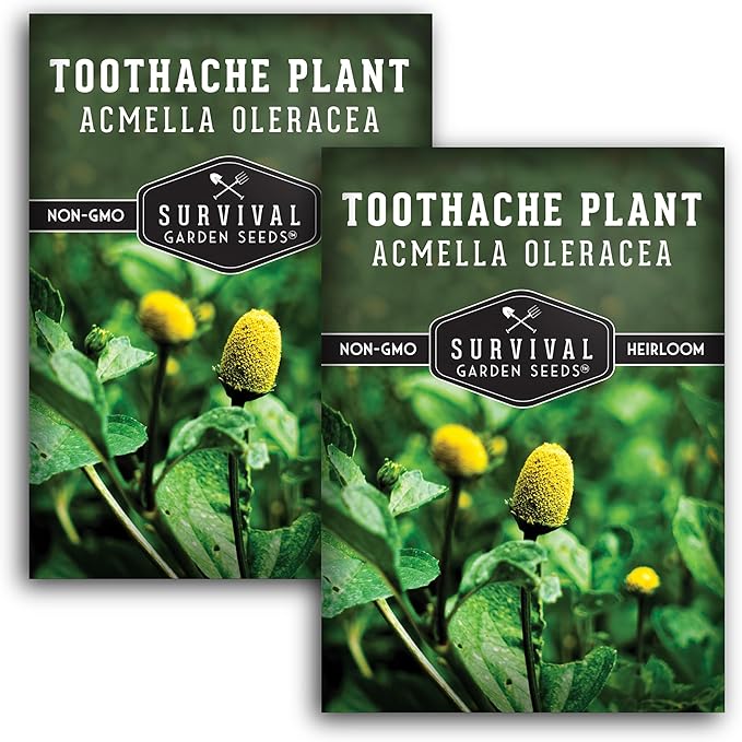 Toothache Plant Seeds for Planting - 2 Packets with Instructions to Plant and Grow Electric Daisy in Your Home Herb Garden - Non-GMO Heirloom Variety - Survival Garden Seeds