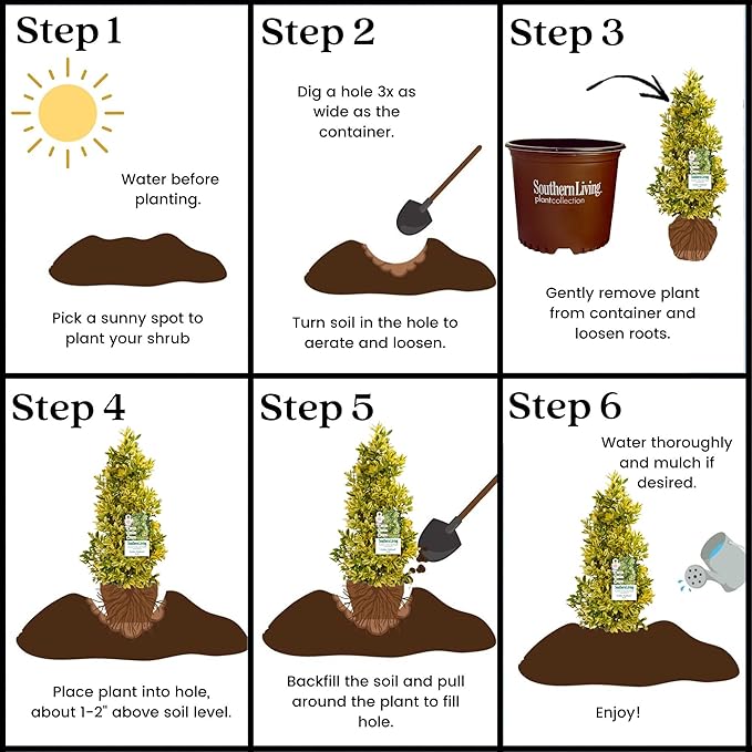 3 Gallon Southern Living Plant Collection Holly Golden Oakland Shrub