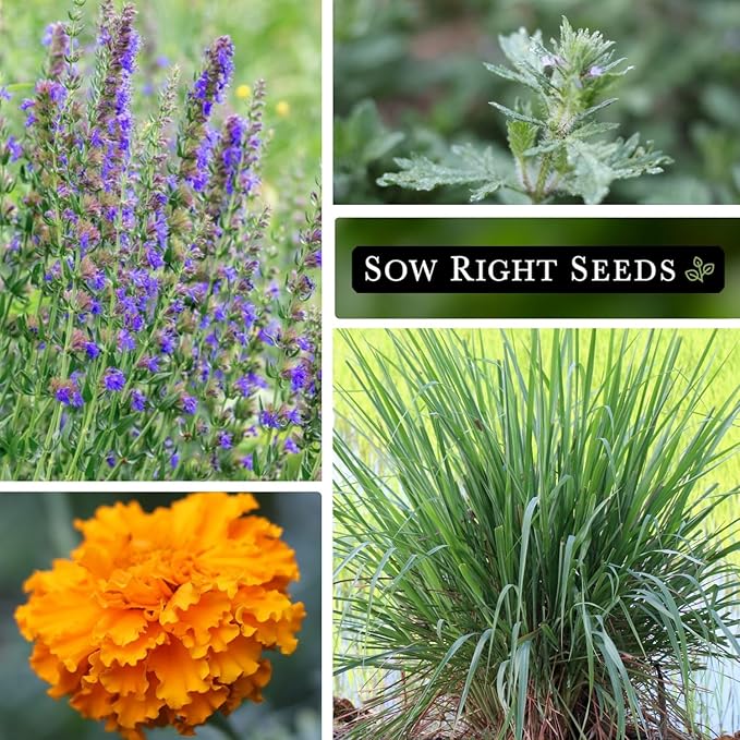 Sow Right Seeds - Pest Deterrent Seed Collection for Planting - Lavender, Catnip, Marigold, Hyssop & Lemon Grass - 5 Packets with Instructions for Home Garden - Natural Solution