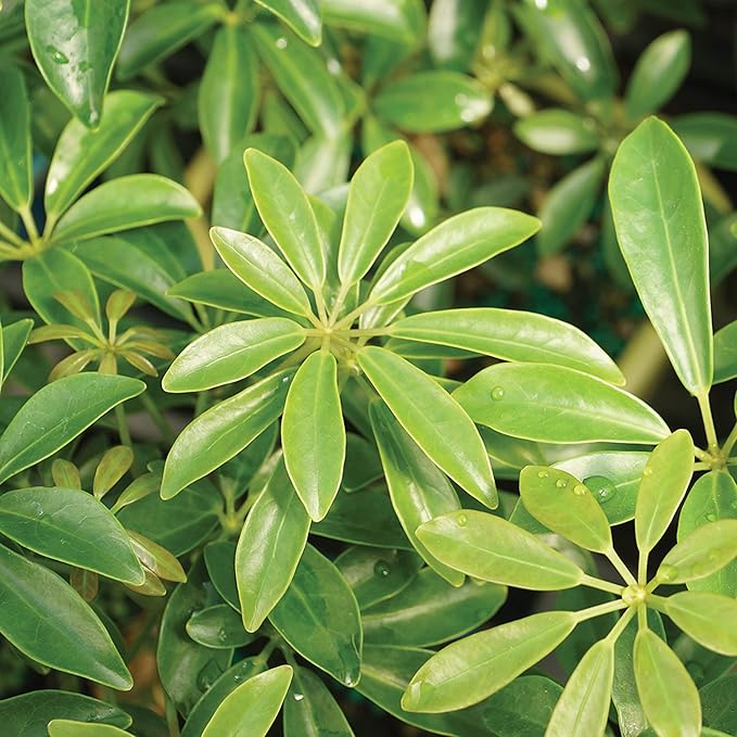 Brussel's Bonsai Live Hawaiian Umbrella Bonsai Tree - Small, 3 Year, 4 to 7 Inches Tall - Indoor Bonsai Tree with Ceramic Bonsai Pot