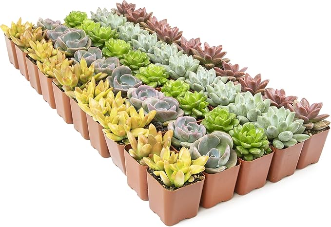 Live Succulents Plants Live Bulk Plant Tray (50 Pack), Bulk Succulents Live Indoor Plants Live Houseplants, Live Plants in Cactus and Succulent Soil Mix, Live Plant Kit Plant Gifts by Plants for Pets