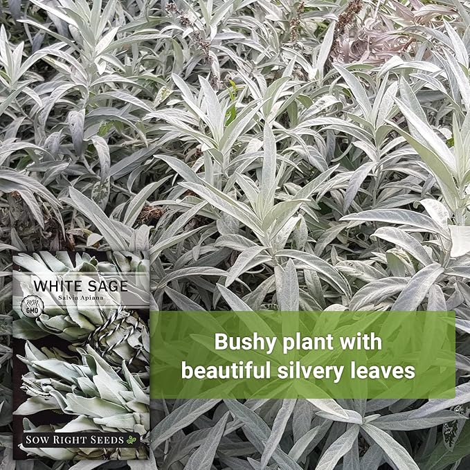 Sow Right Seeds - White Sage Seed for Planting - Non-GMO Heirloom Packet with Instructions for Planting and Growing a Home Herb Garden - Indoors or Outdoors - Make Your Own Herbal Incense (1)
