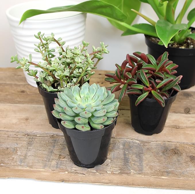 Altman Plants Pet Friendly Plant Pack (3PK) Real Succulents, Pet Safe Plants & Succulent Plants, Live Succulents, Pet Friendly Plants, Live Plants & House Plants in 3.5" Pots with Succulent Soil Mix