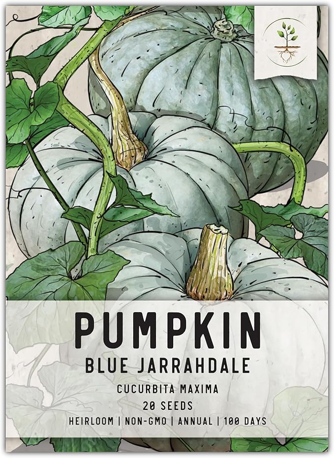 Seed Needs, Blue Jarrahdale Pumpkin Seeds - 20 Heirloom Seeds for Planting Cucurbita Maxima - Non-GMO & Untreated - Tasty Decorative Pumpkin for Halloween & Fall (1 Pack)