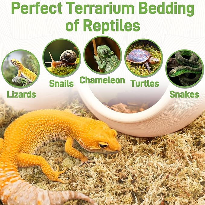 12Oz Sphagnum Moss for Plants Indoor, Premium Peat Moss for Reptiles Terrarium-12 Quarter, Natural Long Fiber Orchid Moss for Repotting Propagation Succulent Sarracenia Carnivorous Gardening