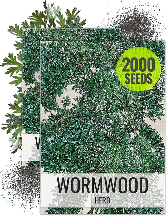 Seed Needs Wormwood Seeds for Planting - Non-GMO, Heirloom & Untreated Perennial Herb - Medicinal Herbs for Digestion & Gut Health (2 Packs)